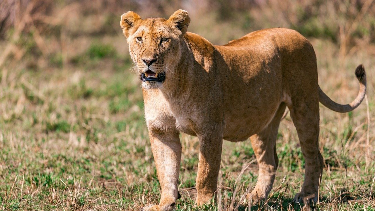 safari kenya agence locale